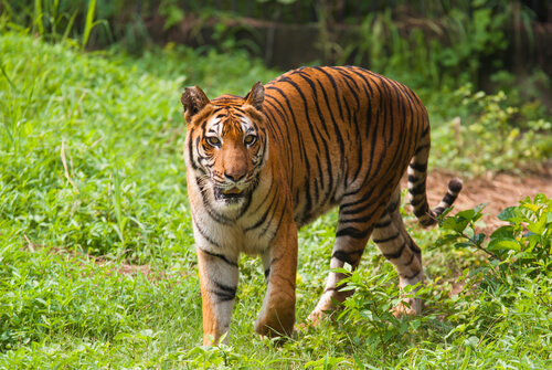 Parque nacional Sundarbans