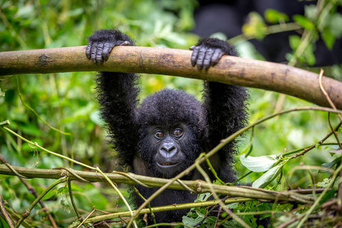 Parque Nacional Virunga