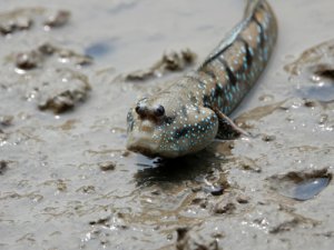 Qué son los peces pulmonados