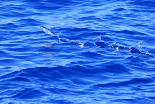 Peces voladores: hábitat