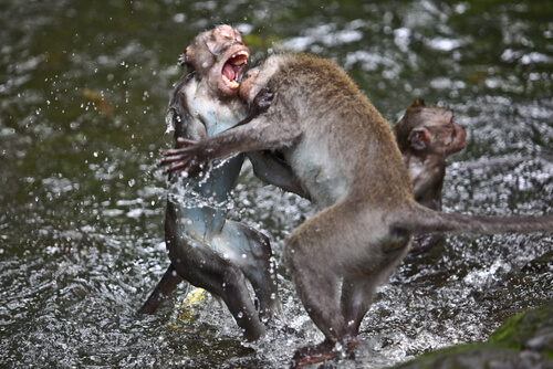 Pelea de animales salvajes a muerte