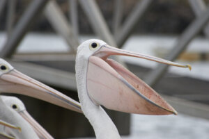 El animal con el pico más grande