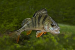 9 animales que viven en el río Nilo