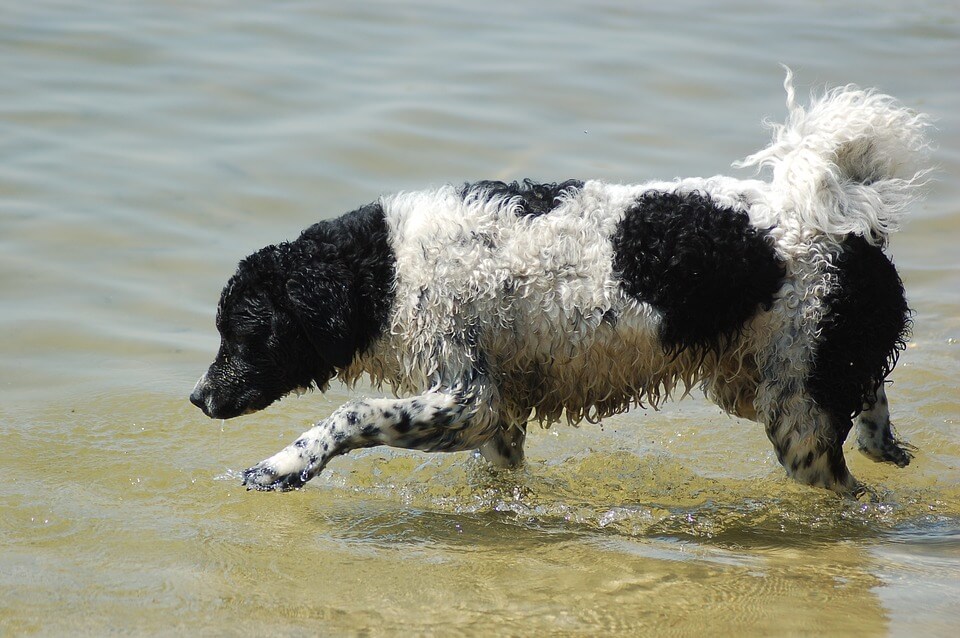 En hund i vann.