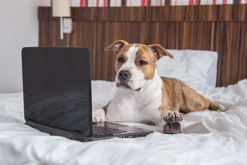 Perros famosos en internet