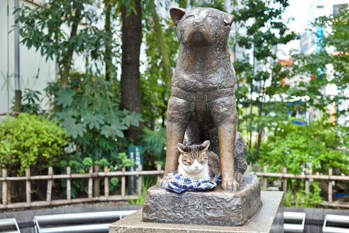 4 perros que siguieron los pasos de Hachiko