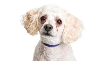 ¿Por qué los perros tienen manchas debajo de los ojos?