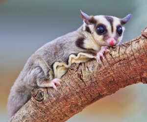 La fauna de Guinea
