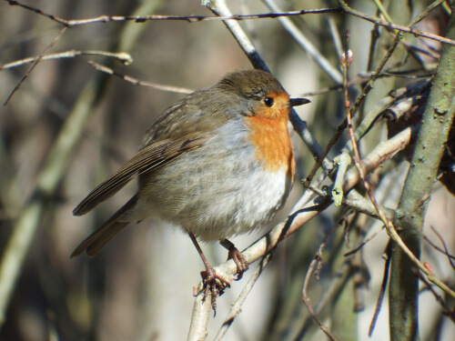 Petirrojo: curiosidades