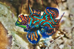 Los 5 peces más hermosos del mundo animal