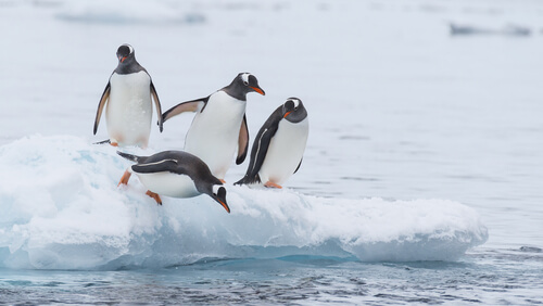 Pingüinos: características