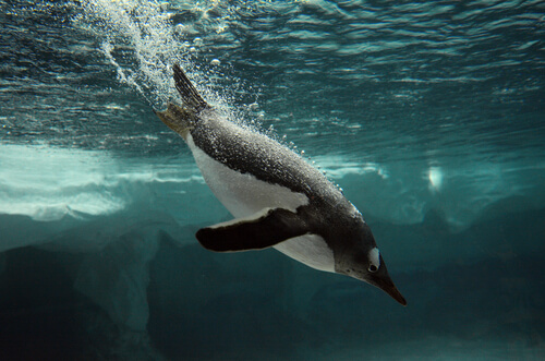 Pingüinos: hábitat, alimentación y reproducción