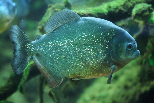 Piraña de San Francisco
