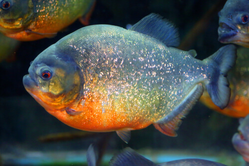 Piraña de vientre rojo