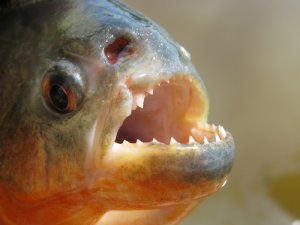 La piraña: conoce a este temido pez
