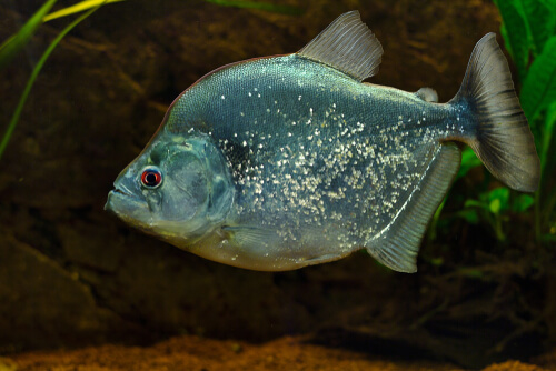 Piraña iridiscente