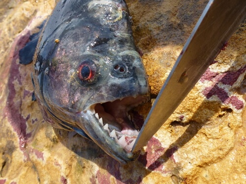 Piraña negra