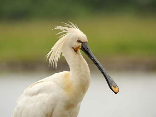 Platalea leucorodia