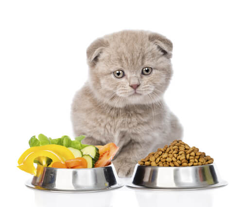 Cómo poner a dieta a un gato obeso
