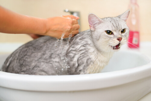 ¿Qué tan recomendable es bañar al gato?
