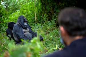 6 guardas asesinados por proteger a los gorilas
