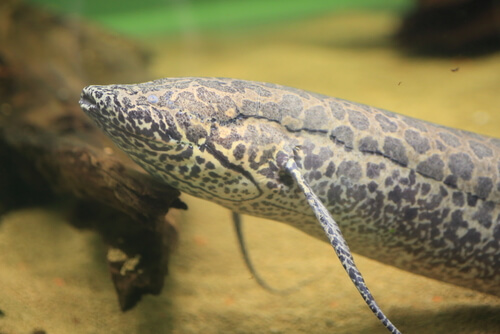 Protopterus aethiopicus