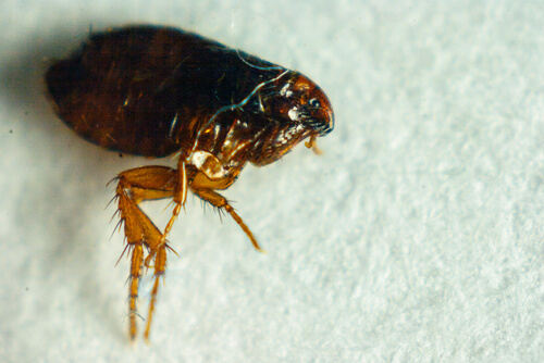 Pulga: picadura