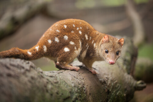 La fauna de Australia: descubre los animales endémicos del país