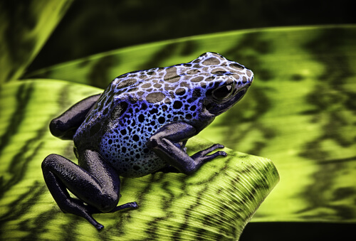 Rana flecha azul: características