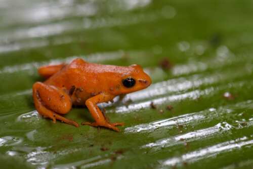 Rana mantella de Magadascar