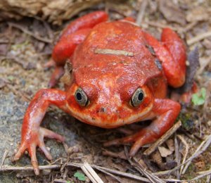 5 especies de ranas venenosas