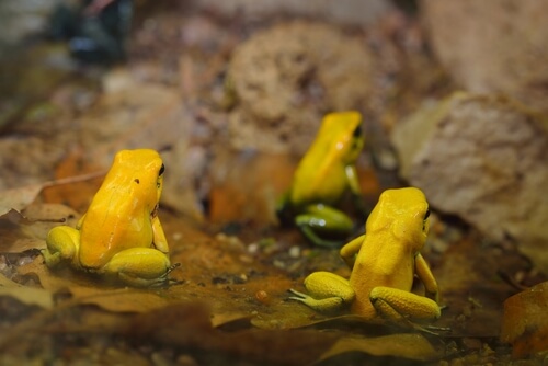 Ranas dardo venenoso: alimentación