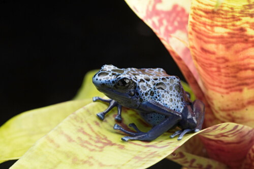Ranas dardo venenoso: hábitat