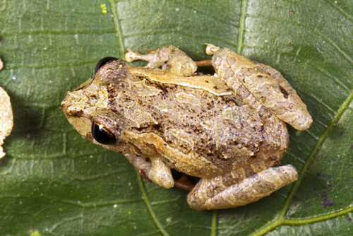 Ranita pigmea