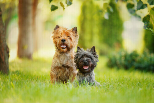 Características comunes de los perros terriers