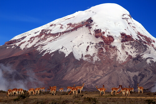 Reserva de producción faunística Chimborazo (Ecuador) 