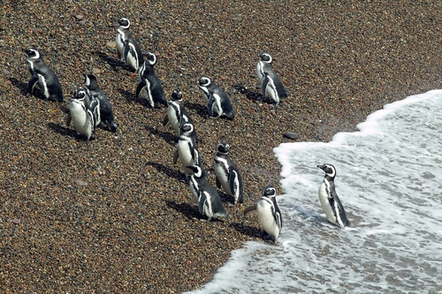 5 reservas de fauna sudamericanas