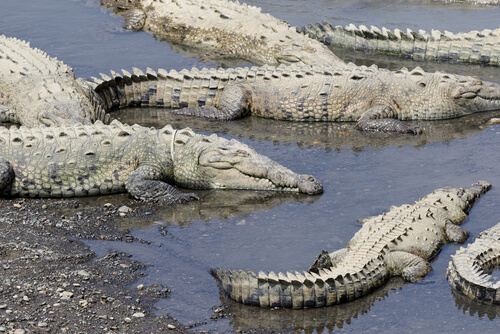Río Tarcoles de Costa Rica: cocodrilos