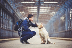 5 espectaculares rutas para disfrutar de los Estados Unidos con tu perro
