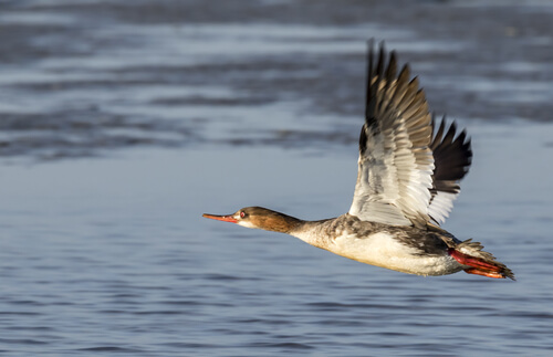 los patos y sus parientes