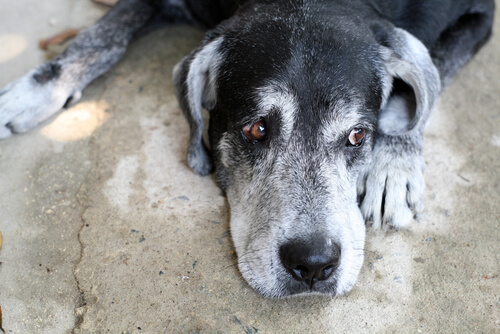 Syndrome de dysfonctionnement cognitif chez le chien.