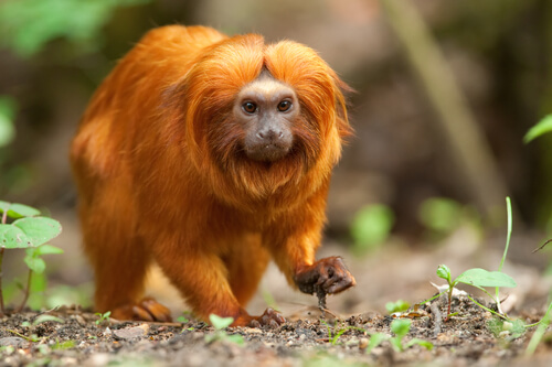 Tamarino león dorado: características