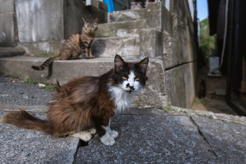 Tashirojima: isla de los gatos