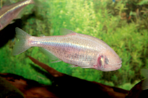 Tetra mexicano
