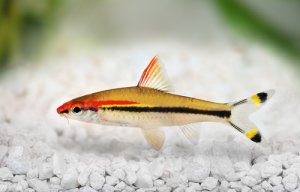 5 tipos de aletas en peces
