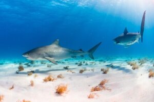 5 formas de colas en peces