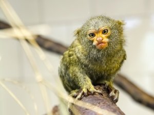 Los 5 primates más pequeños