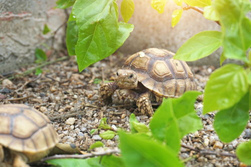 Tortuga africana de espolones: hábitat