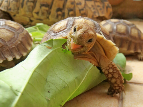 ¿Cómo es la alimentación de las tortugas africanas?