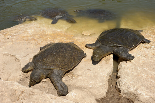 Tortuga de caparazón blando en peligro de extinción